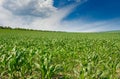 Bright green corn field and blue sky with clouds Royalty Free Stock Photo