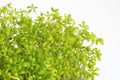 Bright green cress lepidium sativum Royalty Free Stock Photo