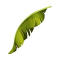 Bright Green Curved Banana Leaf with Cross Veins Vector Illustration