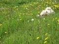 On a bright green among dandelions and tall grass hides a dog.
