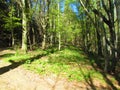 decideous, temperate beech forest in spring Royalty Free Stock Photo