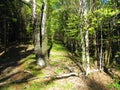 decideous, temperate beech forest in spring Royalty Free Stock Photo