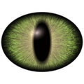 Bright green elliptic eye, narrowed iris. Big lizard eye Royalty Free Stock Photo