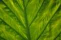 Bright green exotic leaf texture