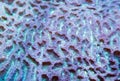 Bright Green Favia Brain Coral