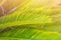 Bright Green Feather Like Leaves of Sago Cycad Palm Tree in Golden Pink Sunlight Flare. Tropical Foliage Botanical Background