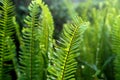 Bright green fern leaves selective fokus Royalty Free Stock Photo