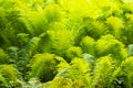 Bright green fern leaves in the sunlight. Sorceress Grass, Magic Fern Flower. Wild forest fern, background Royalty Free Stock Photo