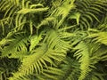 A cluster of bright green fern leaves Royalty Free Stock Photo