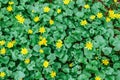 Bright green floral texture of leaves and yellow flowers of Ficaria verna Royalty Free Stock Photo