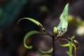 Bright green flower of Spider Orchid Brassia