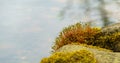 Bright green flowering graceful moss grows on the old stone in the pond upstairs. Blurred background of large stones. Royalty Free Stock Photo