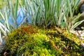 Bright green flowering graceful moss grows on the old stone in pond upstairs. Blurred background with Phalaris arundinacea Royalty Free Stock Photo