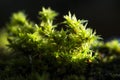 Bright green flowering moss on a black background Royalty Free Stock Photo