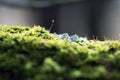 Bright green flowering moss in the rays of light Royalty Free Stock Photo