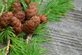 Bright green fluffy branches of larch tree Larix decidua Pendula in sunlight. freshness of summer day