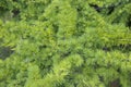 Bright green fluffy branches of larch tree . Natural beauty of elegant larch tree twig. Branch of young larch, green spring Royalty Free Stock Photo