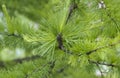 Bright green fluffy branches of larch tree . Natural beauty of elegant larch tree twig. Branch of young larch, green spring Royalty Free Stock Photo
