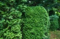 Bright green foliage of arborvitae and boxwood as green background.  Thuja occidentalis Columna and Boxwood Buxus sempervirens Royalty Free Stock Photo