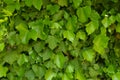 Bright green foliage of common ivy in May Royalty Free Stock Photo