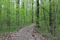 Bright green foliage of trees pleases the eye after spring rain Royalty Free Stock Photo