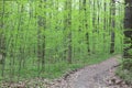 Bright green foliage of trees pleases the eye after spring rain Royalty Free Stock Photo