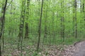 Bright green foliage of trees pleases the eye after spring rain Royalty Free Stock Photo