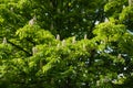 Bright green foliage and white flowers of horse chestnut tree in May