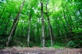 Bright green forest