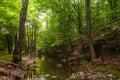 Bright green forest above a river