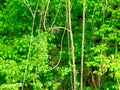 Bright green forest detail in the spring. lush foliage. lianas hanging from trees above
