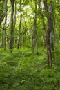 Bright green forest with lush foliage and on a summer day in Europe. Deep vibrant woodland with a sunny sky and