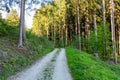 Bright green forest natural walkway in sunny day light. Sunshine forest trees. Sun through vivid green forest. Royalty Free Stock Photo