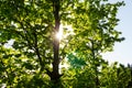 Bright green forest natural walkway in sunny day light. Sunshine forest trees. Sun through vivid green forest. Royalty Free Stock Photo