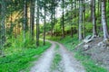 Bright green forest natural walkway in sunny day light. Sunshine forest trees. Sun through vivid green forest. Royalty Free Stock Photo