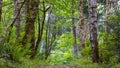 bright green forest in summer with ferns