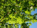 Bright green fresh chestnuts leaves in spring