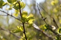 Bright green fresh poplar leaves in spring