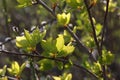 Bright green fresh poplar leaves in spring