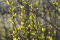 Bright green fresh poplar leaves in spring