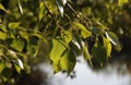 Bright green fresh poplar leaves in spring