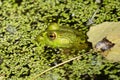 Bright green frog is hiding in the lily pads on a sunny day Royalty Free Stock Photo