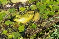 Bright green frog is hiding in the lily pads on a sunny day Royalty Free Stock Photo