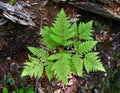 Bright green fronds of a bracken fern growing in a forest.