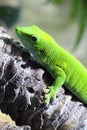 Green gecko sitting on a branch in a zoo enclosure