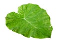 Green giant taro Royalty Free Stock Photo