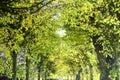 Bright green glowing canopy in an avenue of dense trees