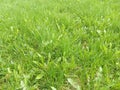 Bright green grass background