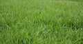 Bright Green Grass Background