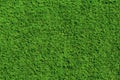 Bright green grass texture